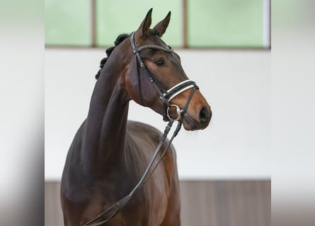 Westfale, Wallach, 3 Jahre, 167 cm, Brauner