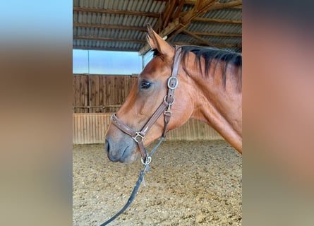 Westfale, Wallach, 3 Jahre, 167 cm, Brauner
