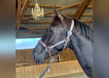 Westfale, Wallach, 3 Jahre, 167 cm, Dunkelbrauner