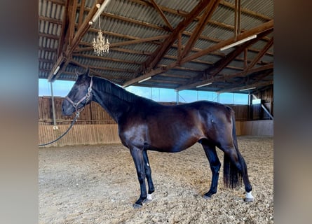 Westfale, Wallach, 3 Jahre, 167 cm, Dunkelbrauner