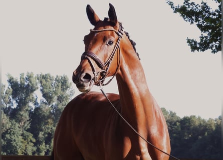 Westfale, Wallach, 3 Jahre, 168 cm, Brauner