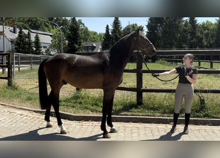 Westfale, Wallach, 3 Jahre, 168 cm, Dunkelbrauner