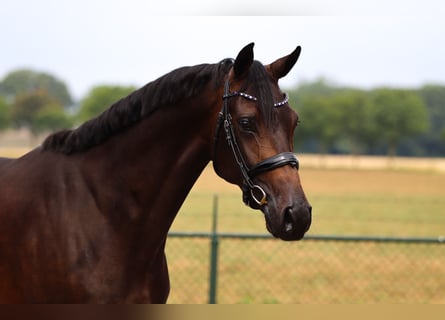 Westfale, Wallach, 3 Jahre, 168 cm, Rappe
