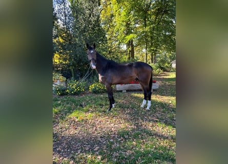 Westfale, Wallach, 3 Jahre, 170 cm, Brauner