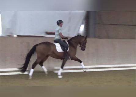 Westfale, Wallach, 3 Jahre, 170 cm, Dunkelbrauner