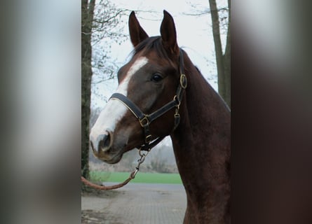 Westfale, Wallach, 3 Jahre, 170 cm, Dunkelfuchs