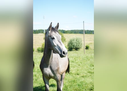 Westfale, Wallach, 3 Jahre, 170 cm, Fliegenschimmel