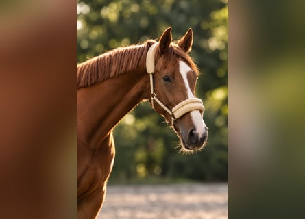 Westfale, Wallach, 3 Jahre, 170 cm, Fuchs