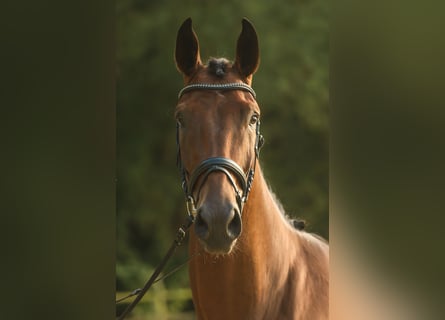 Westfale, Wallach, 3 Jahre, 172 cm, Brauner