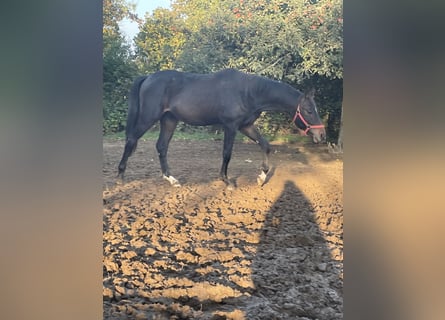 Westfale, Wallach, 3 Jahre, 172 cm, Dunkelbrauner