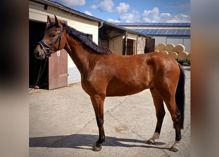 Westfale, Wallach, 3 Jahre, 172 cm, Rotbrauner