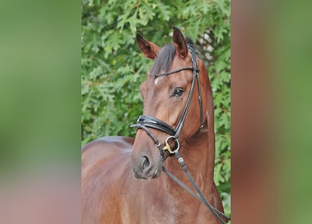 Westfale, Wallach, 3 Jahre, 173 cm, Dunkelbrauner
