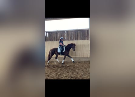 Westfale, Wallach, 3 Jahre, 175 cm, Dunkelfuchs