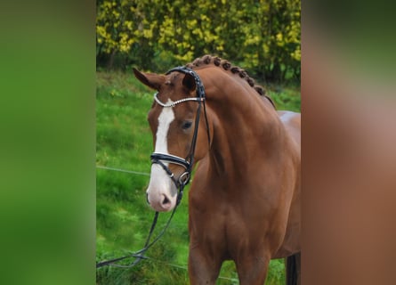 Westfale, Wallach, 3 Jahre, 179 cm, Fuchs