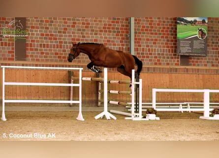 Westfale, Wallach, 3 Jahre, Brauner