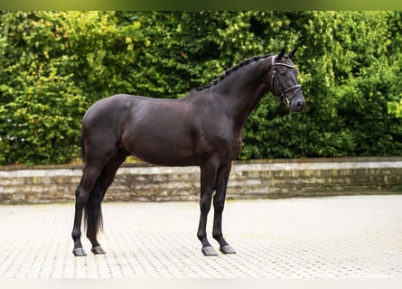 Westfale, Wallach, 3 Jahre, Rappe