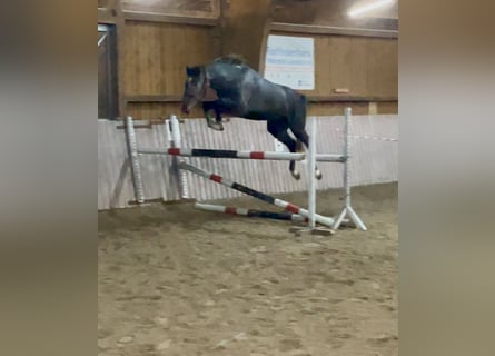 Westfale, Wallach, 4 Jahre, 158 cm, Schimmel