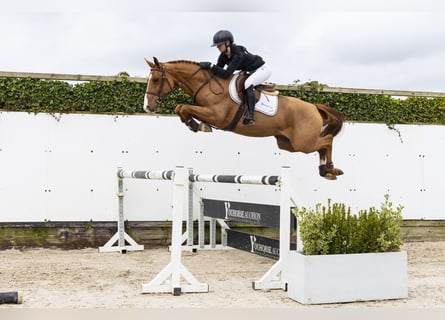 Westfale, Wallach, 4 Jahre, 160 cm