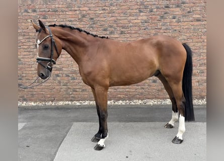 Westfale, Wallach, 4 Jahre, 162 cm, Brauner