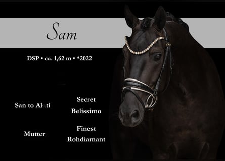 Westfale, Wallach, 4 Jahre, 162 cm, Rappe