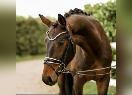 Westfale, Wallach, 4 Jahre, 163 cm, Dunkelbrauner