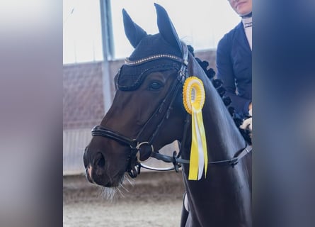 Westfale, Wallach, 4 Jahre, 164 cm, Dunkelbrauner