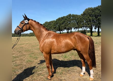 Westfale, Wallach, 4 Jahre, 164 cm, Fuchs