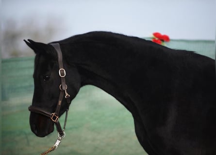 Westfale, Wallach, 4 Jahre, 164 cm, Rappe