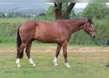 Westfale, Wallach, 4 Jahre, 165 cm, Brauner