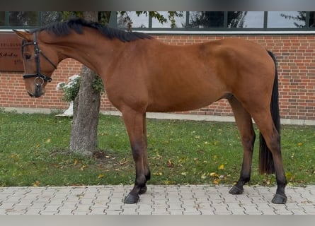 Westfale, Wallach, 4 Jahre, 165 cm, Brauner