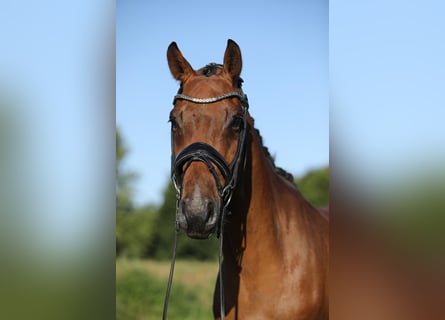 Westfale, Wallach, 4 Jahre, 165 cm, Brauner