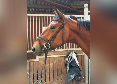 Westfale, Wallach, 4 Jahre, 165 cm, Brauner