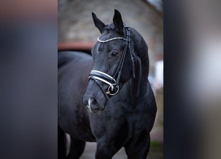 Westfale, Wallach, 4 Jahre, 165 cm, Rappe