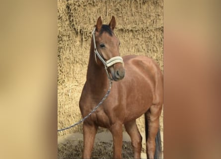 Westfale, Wallach, 4 Jahre, 165 cm, Rotfuchs
