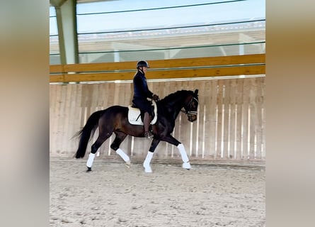 Westfale, Wallach, 4 Jahre, 165 cm, Schwarzbrauner