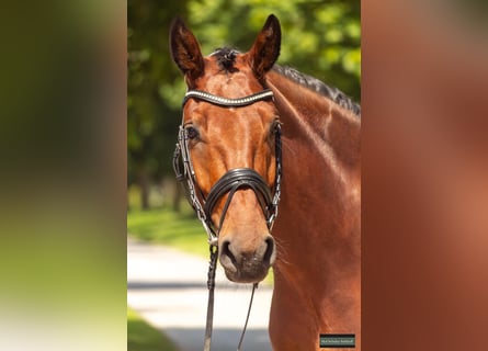 Westfale, Wallach, 4 Jahre, 166 cm, Brauner