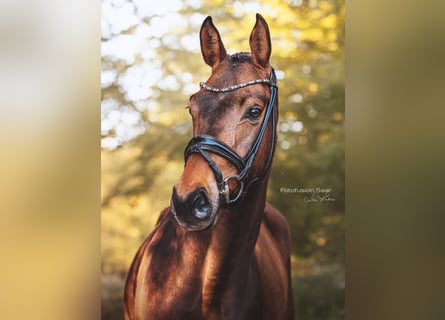 Westfale, Wallach, 4 Jahre, 166 cm, Dunkelbrauner