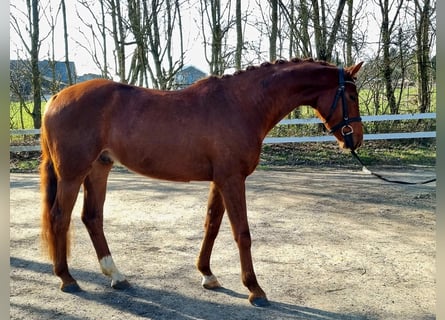 Westfale, Wallach, 4 Jahre, 166 cm, Dunkelfuchs