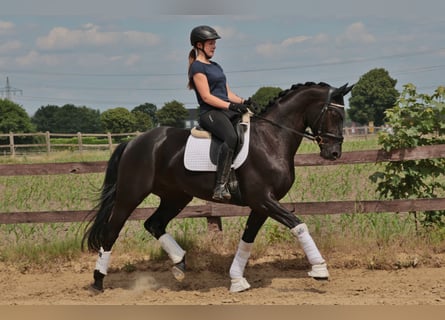 Westfale, Wallach, 4 Jahre, 166 cm, Rappe
