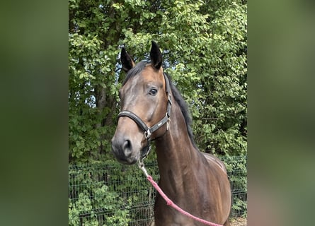 Westfale, Wallach, 4 Jahre, 167 cm, Dunkelbrauner