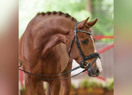 Westfale, Wallach, 4 Jahre, 167 cm, Fuchs