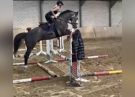 Westfale, Wallach, 4 Jahre, 167 cm, Schimmel