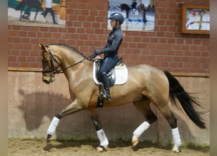 Westfale, Wallach, 4 Jahre, 168 cm, Brauner