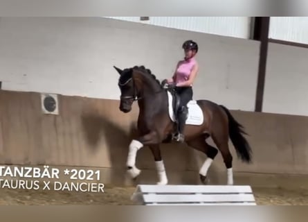 Westfale, Wallach, 4 Jahre, 168 cm, Dunkelbrauner