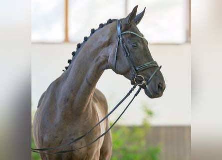 Westfale, Wallach, 4 Jahre, 168 cm, Dunkelbrauner