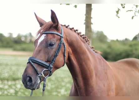 Westfale, Wallach, 4 Jahre, 168 cm, Dunkelfuchs