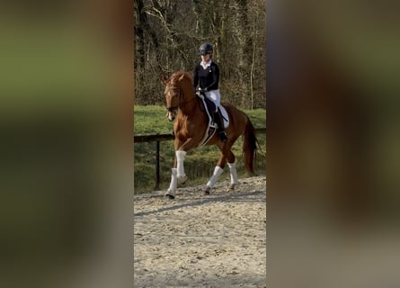 Westfale, Wallach, 4 Jahre, 168 cm, Dunkelfuchs