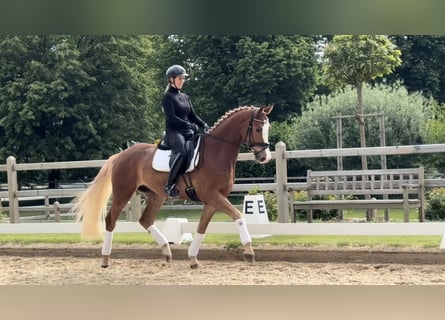 Westfale, Wallach, 4 Jahre, 168 cm, Fuchs