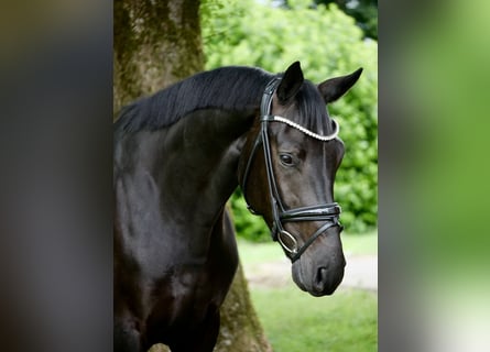 Westfale, Wallach, 4 Jahre, 168 cm, Rappe