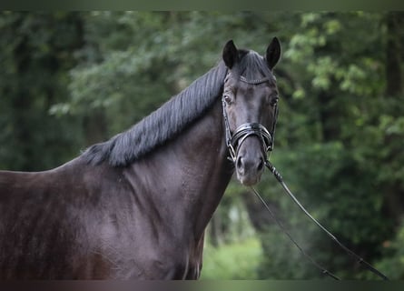 Westfale, Wallach, 4 Jahre, 168 cm, Rappe